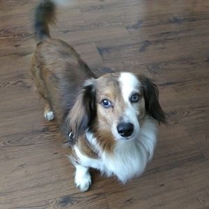 Meet your Posher, Billy